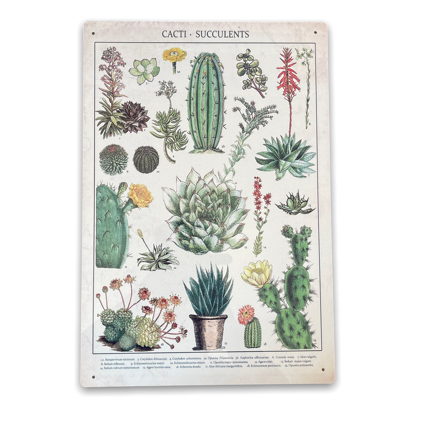 Vintage Metal Sign - Retro Cacti & Succulents Identification Picture - Kaftan direct