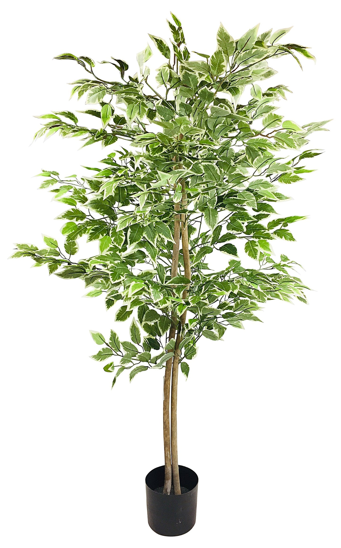 Artificial Ficus Tree With Variegation Leaves 150cm - Kaftan direct