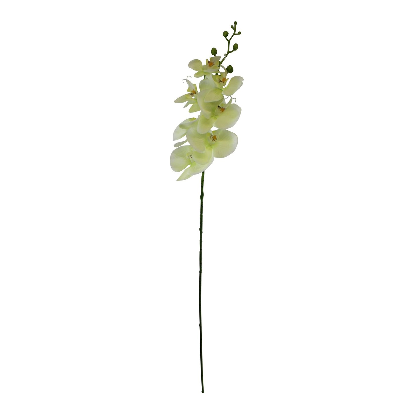 Single Orchid Spray, Cream Flowers, 85cm - Kaftan direct