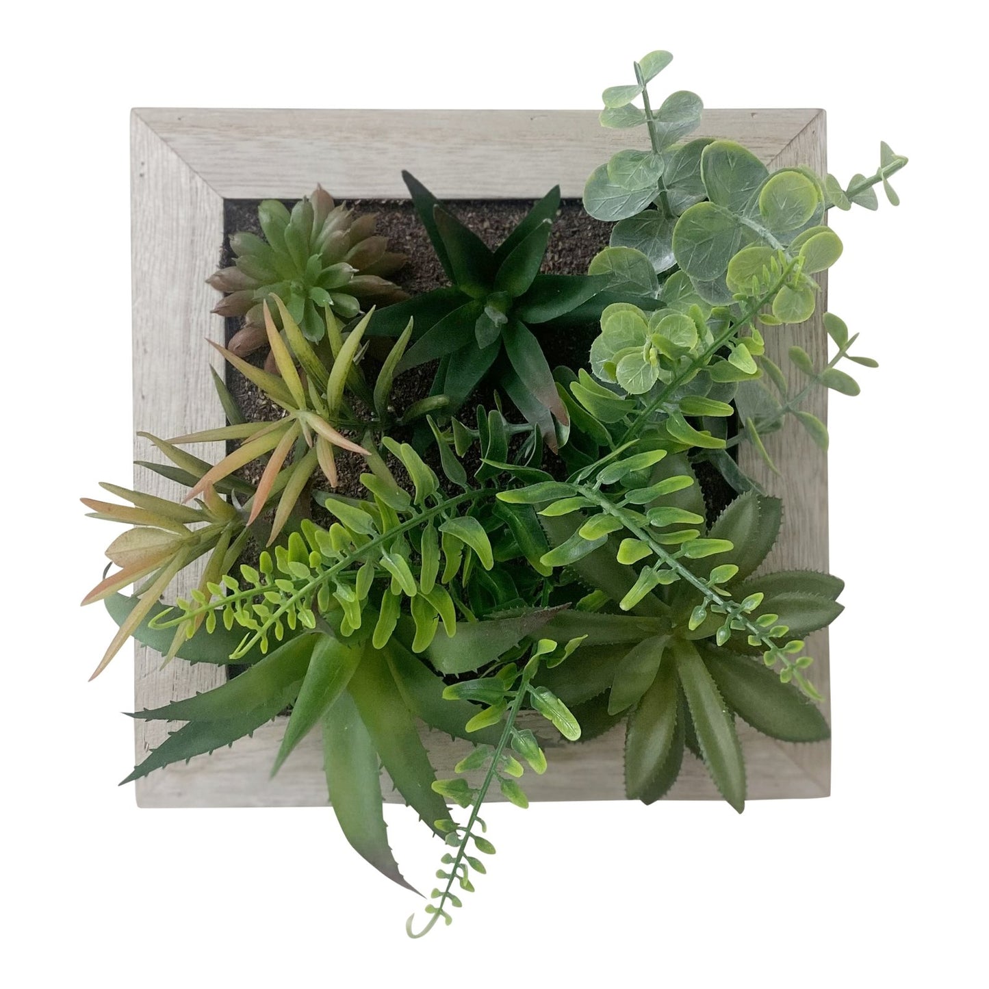 Artificial Succulents In Square Wooden Frame - Kaftan direct