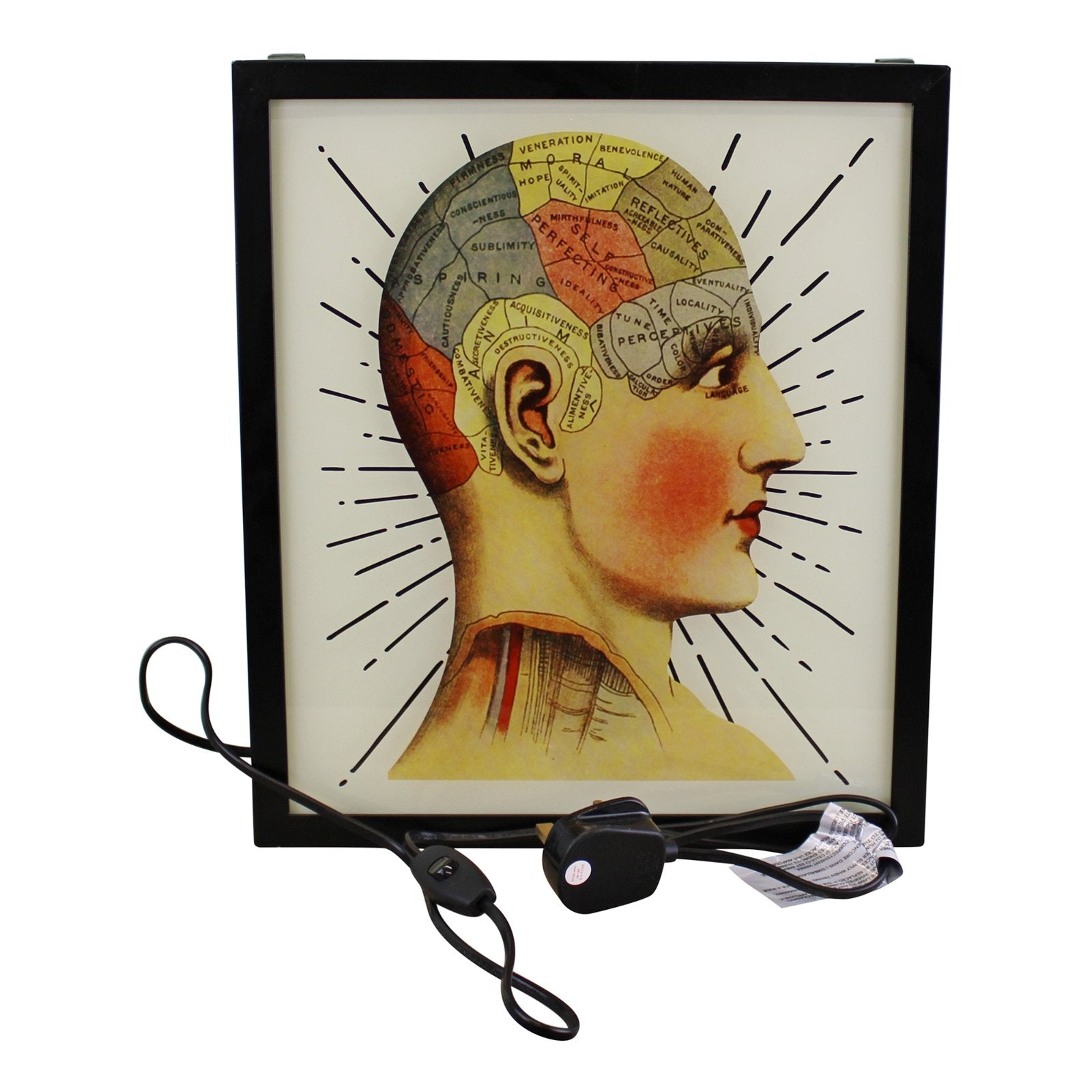 Decorative Lightbox, Phrenology Head - Kaftan direct